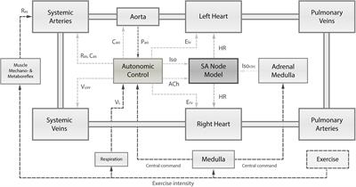 Changes in Resting and Exercise Hemodynamics Early After Heart Transplantation: A Simulation Perspective